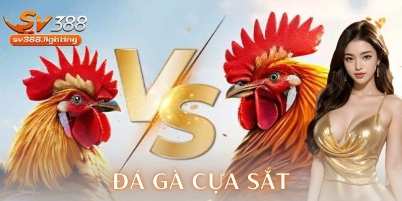 Cách chơi đá gà cựa sắt và các chiến thuật phổ biến