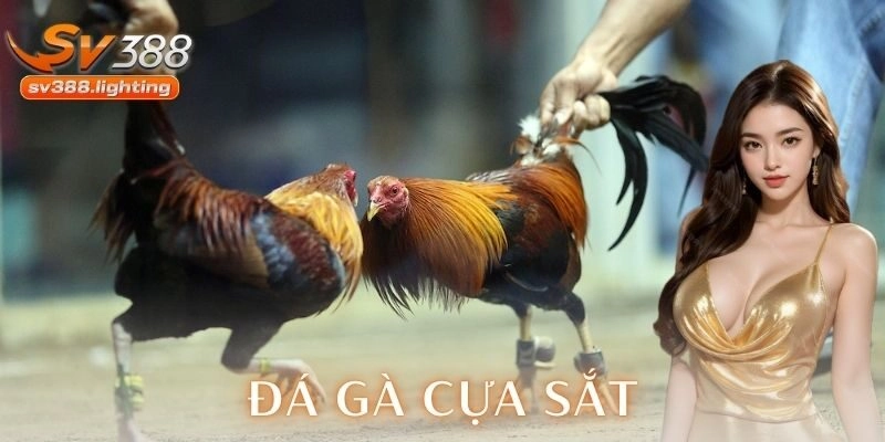 Lưu ý quan trọng khi tham gia đá gà cựa sắt
